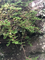 Selaginella caffrorum