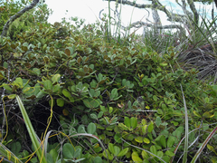 Pittosporum serpentinum