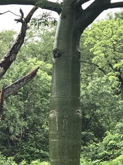 Ceiba trischistandra