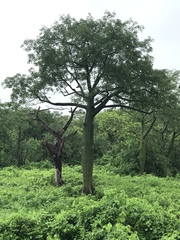 Ceiba trischistandra