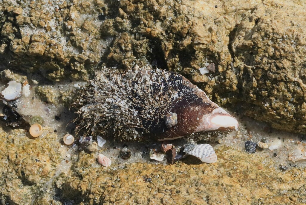 Hairy Mussel from Nelson Bay NSW 2315, Australia on October 4, 2023 at