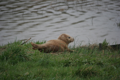 Harbor seal