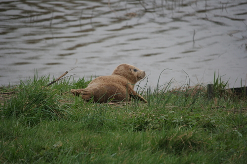 Harbor seal