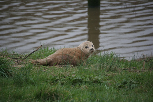 Harbor seal