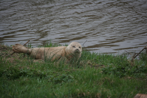 Harbor seal