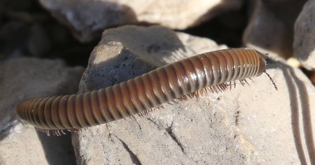 Acanthoiulus from Nova Vas, Croatia on September 28, 2023 at 10:27 AM ...