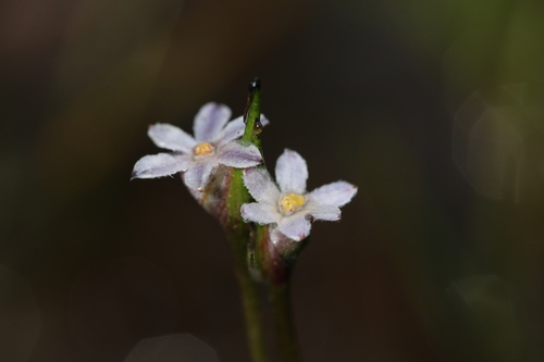Keighery’s Tiurndin (Tribonanthes keigheryi)