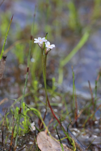 Image of Tribonanthes keigheryi by (c) Hugo Innes, some rights reserved (CC BY)