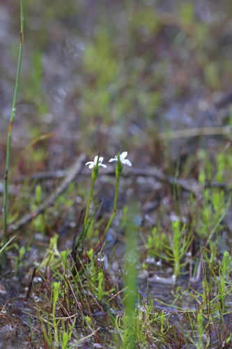 Image of Tribonanthes keigheryi by (c) Hugo Innes, some rights reserved (CC BY)