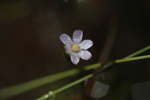 Image of Tribonanthes keigheryi by (c) Hugo Innes, some rights reserved (CC BY)