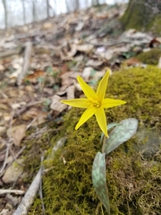 Erythronium rostratum