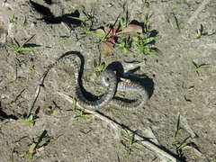 Helicops leopardinus