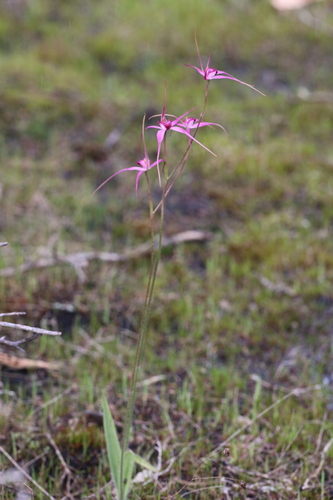 Image of Caladenia harringtoniae by (c) Hugo Innes, some rights reserved (CC BY)