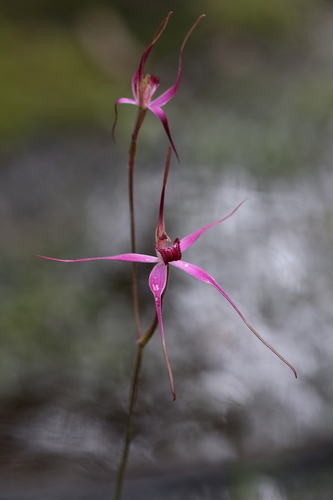 Image of Caladenia harringtoniae by (c) Hugo Innes, some rights reserved (CC BY)