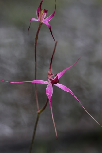 Image of Caladenia harringtoniae by (c) Hugo Innes, some rights reserved (CC BY)
