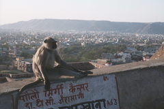 Semnopithecus entellus