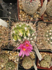 Thelocactus