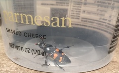 Nicrophorus carolina