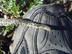 Helicops leopardinus