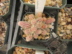 Lobivia silvestrii