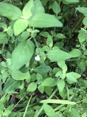 Justicia protracta protracta