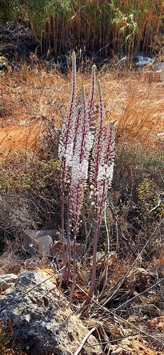 Drimia numidica