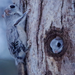 Japanese Flying Squirrel - Photo (c) masaki_ishihara, some rights reserved (CC BY-NC-ND), uploaded by masaki_ishihara