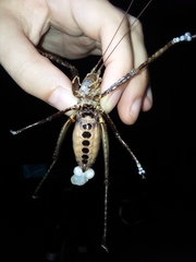 Pristonotus tuberosus