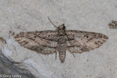 Eupithecia longidens