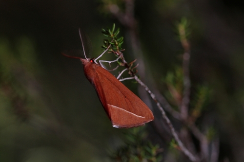 Compsoptera opacaria