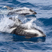 Delfín Cruzado - Photo (c) whale_nerd, algunos derechos reservados (CC BY-NC), subido por whale_nerd