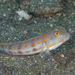 Orange-dashed Goby - Photo (c) Mark Rosenstein, some rights reserved (CC BY-NC), uploaded by Mark Rosenstein