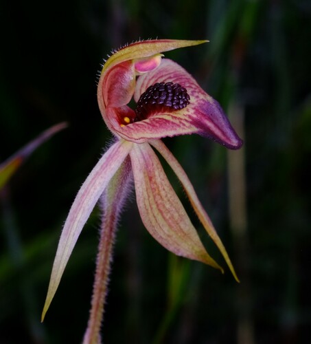 Image of Caladenia tessellata by (c) Peter Crowcroft, some rights reserved (CC BY)