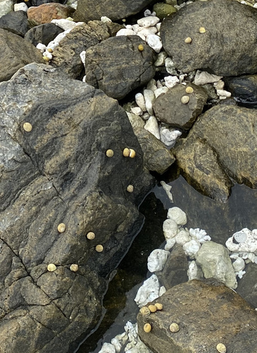 Pleated Nerite — seen at this dive site
