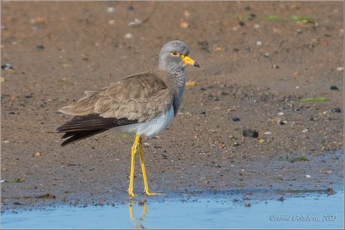 Grey-headed Lapwing
