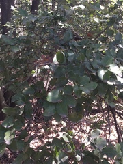 Cryptocarya alba