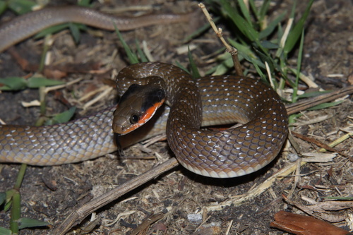 Crotaphopeltis hotamboeia