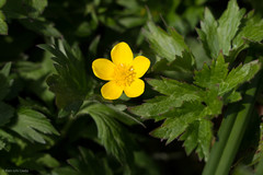 Ranunculus orthorhynchus