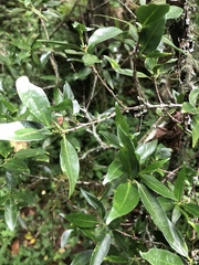 Tricalysia capensis transvaalensis