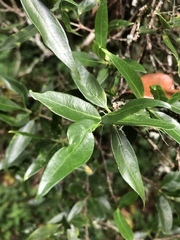 Tricalysia capensis transvaalensis