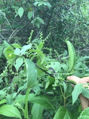 Myriopus psilostachya