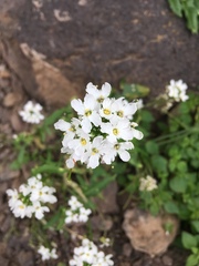 Dryopetalon runcinatum