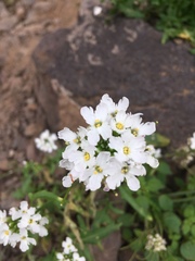 Dryopetalon runcinatum