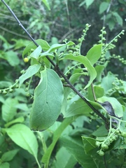 Myriopus psilostachya