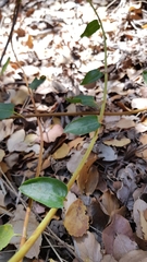 Muehlenbeckia hastulata
