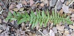 Blechnum hastatum