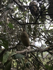 Colicodendron scabridum