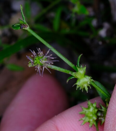 Image of Opercularia varia by (c) Peter Crowcroft, some rights reserved (CC BY)