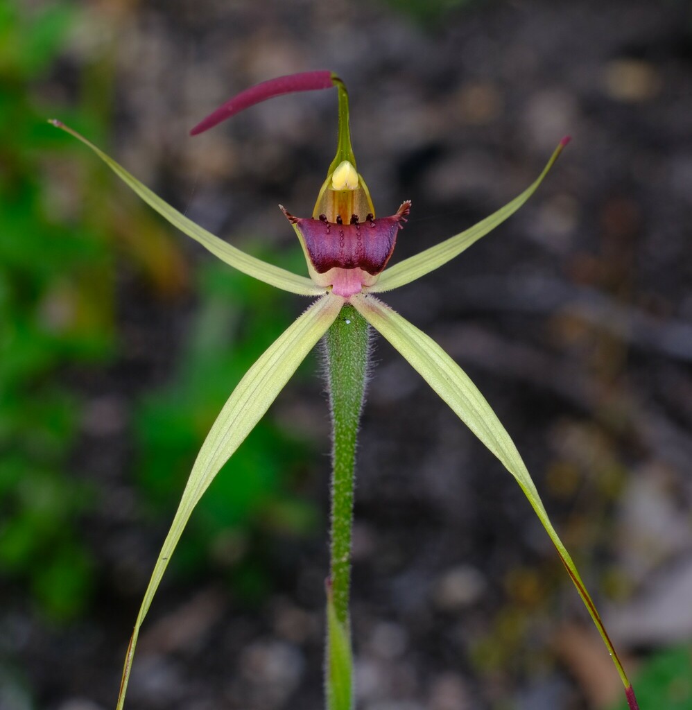 Caladenia australis