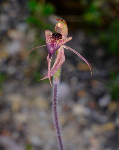 Image of Caladenia tessellata by (c) Peter Crowcroft, some rights reserved (CC BY)